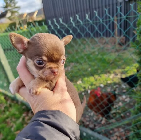 chihuahua 