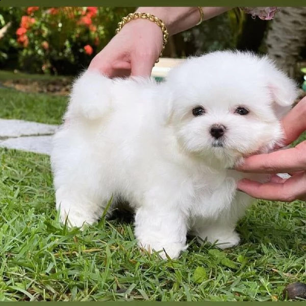 regalo maltese toy disponibilemaschileefemminile))) | Foto 0
