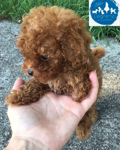  x2regalo barboncino | Foto 0