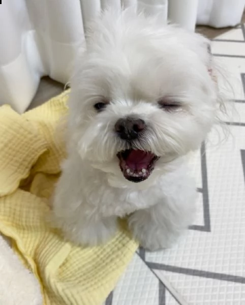 2 x regalo maltese toy