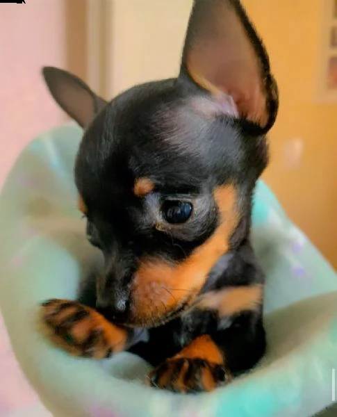 pinscher  | Foto 0