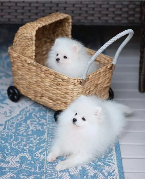 incredibili piccoli cuccioli di pomerania