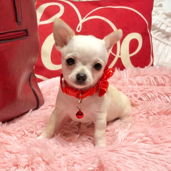 chihuahua cuccioli per l'adozione bellissima cucciolata cerca nuova famiglia, 4 maschi e 3 femmina, 