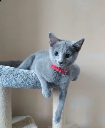 blue di russia cuccioli in adozione