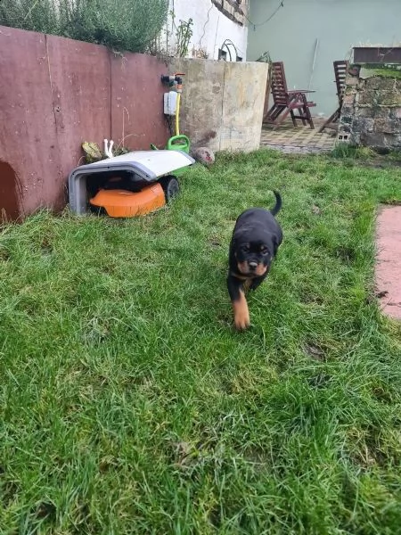 rottweiler cuccioli