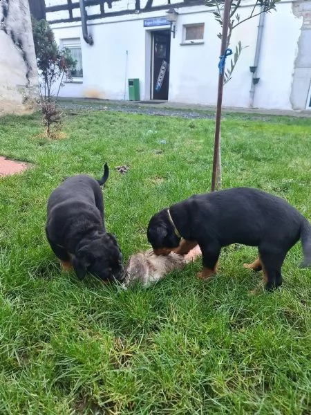 rottweiler cuccioli | Foto 3