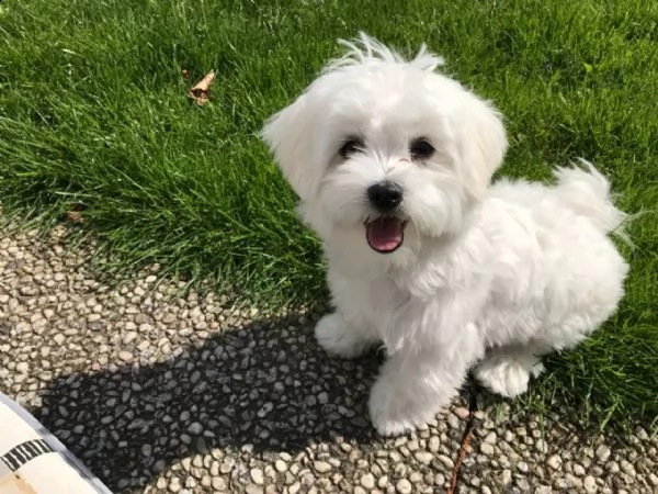 maltese cuccioli | Foto 4