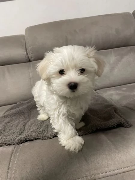 maltese cuccioli | Foto 3