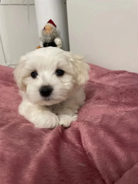 maltese cuccioli | Foto 2