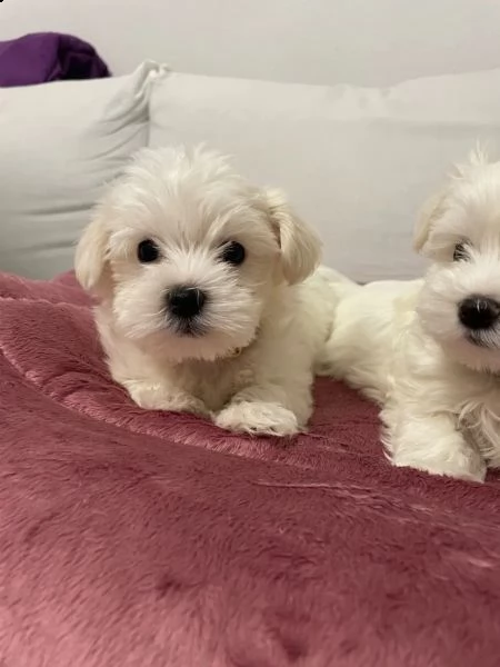 maltese cuccioli | Foto 1