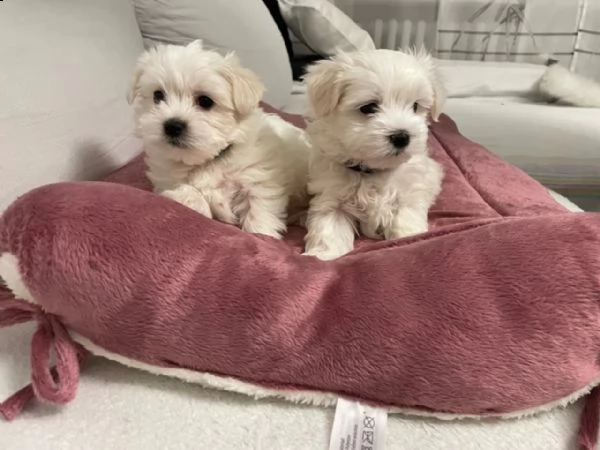 maltese cuccioli