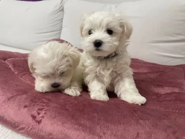 maltese cuccioli | Foto 0