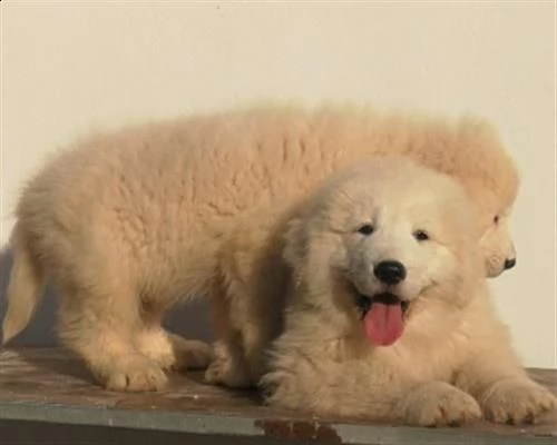 cuccioli di pastore maremmano abruzzese | Foto 2