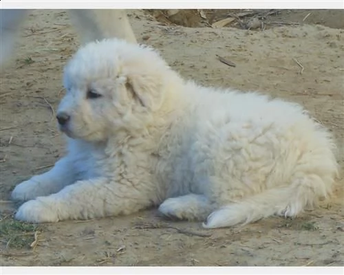 cuccioli di pastore maremmano abruzzese | Foto 1