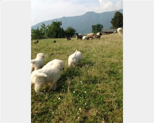 cuccioli di pastore maremmano abruzzese | Foto 0