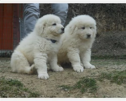 cuccioli di pastore maremmano abruzzese