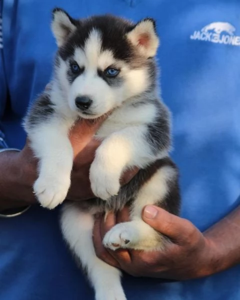 meravigliosi cuccioli di siberian husky | Foto 5