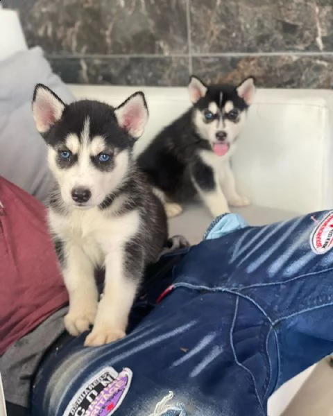 meravigliosi cuccioli di siberian husky | Foto 3