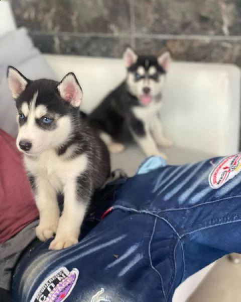 meravigliosi cuccioli di siberian husky | Foto 1