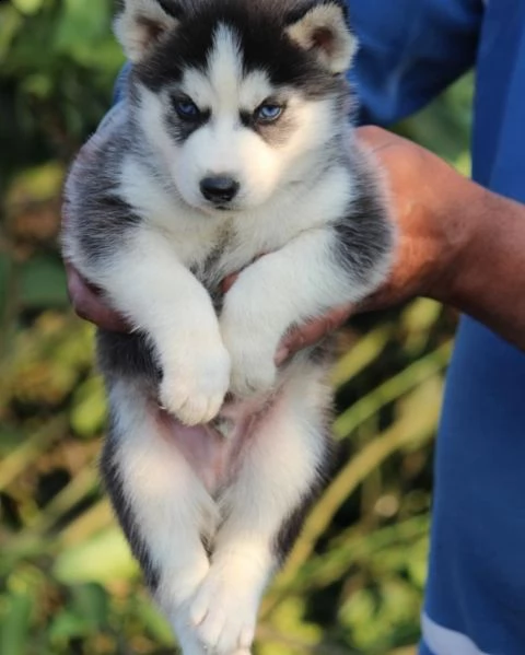 meravigliosi cuccioli di siberian husky | Foto 0