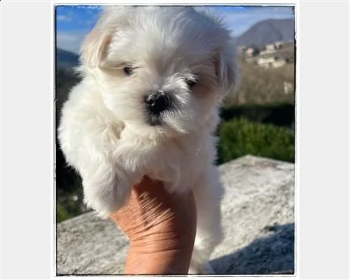bellissimi maltesi
