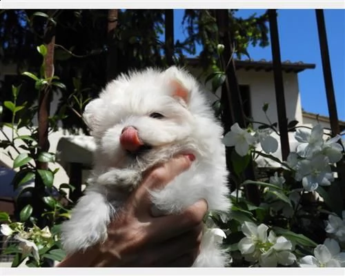 bellissimi maltesi | Foto 4