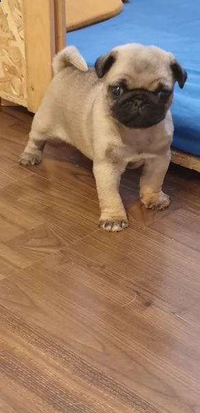 affascinanti cuccioli di carlino | Foto 3