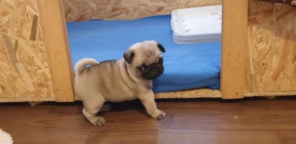 affascinanti cuccioli di carlino