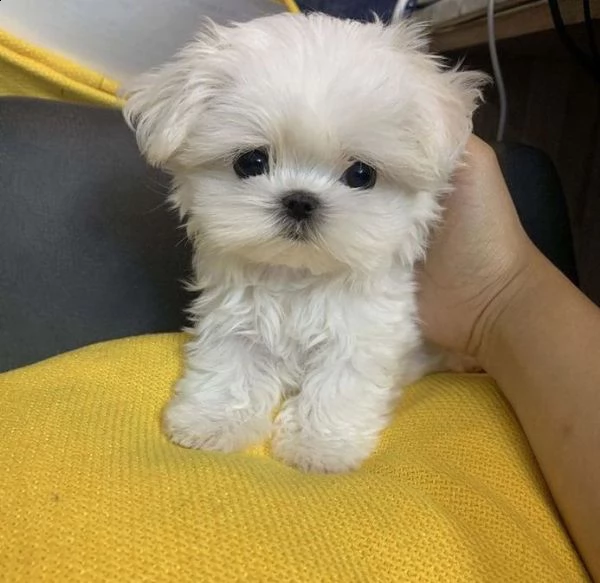 bellissimi cuccioli di maltese | Foto 1