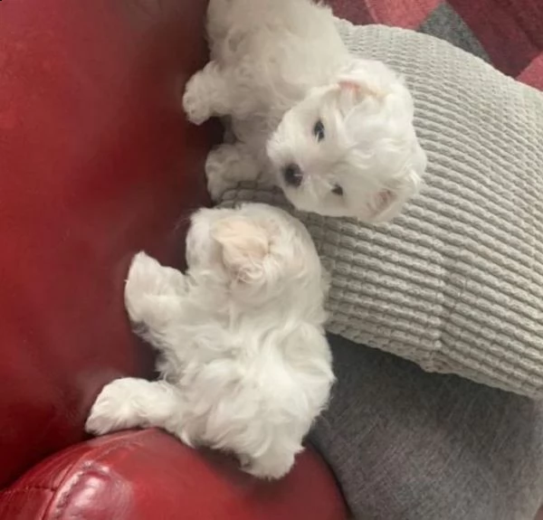 bellissimi cuccioli di maltese | Foto 0