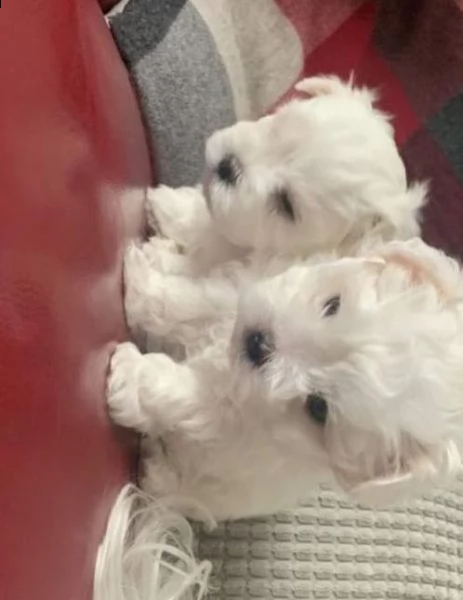 bellissimi cuccioli di maltese