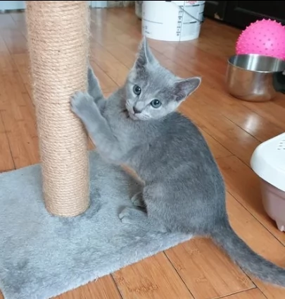 blue di russia fantastico cuccioli