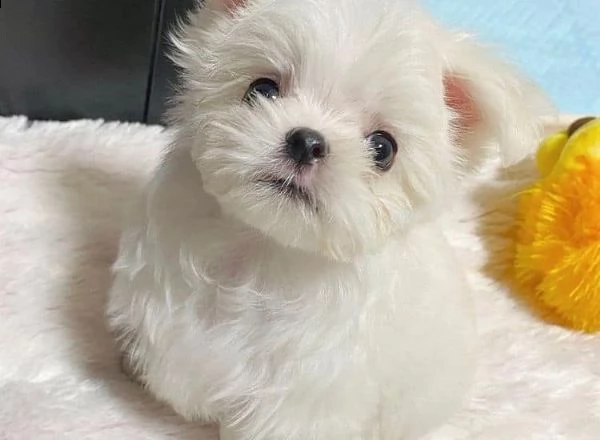 cuccioli di maltese taglia toy!!