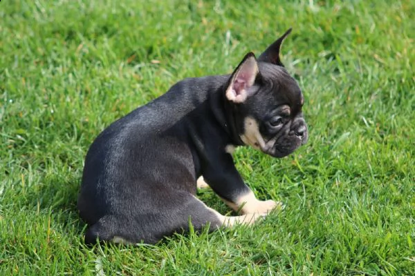 cuccioli bouledogue francese alta genealogia | Foto 5