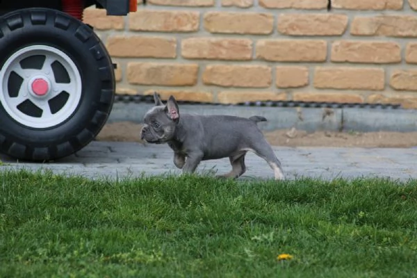 cuccioli bouledogue francese alta genealogia | Foto 2