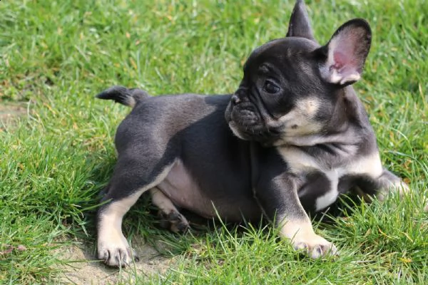 cuccioli bouledogue francese alta genealogia