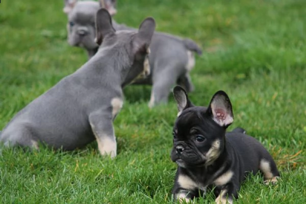 cuccioli bouledogue francese alta genealogia | Foto 0