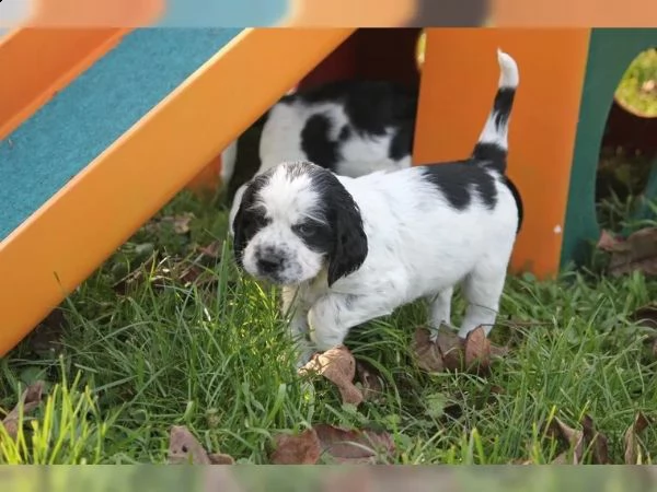 cuccioli springer spaniel inglesi | Foto 4