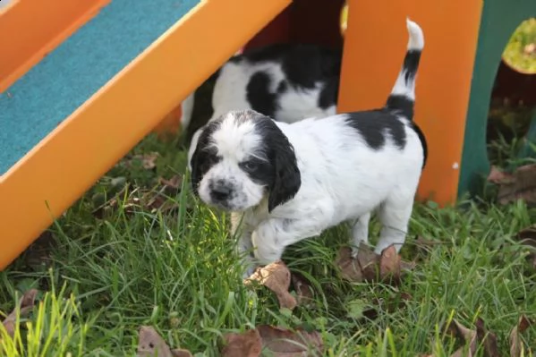 cuccioli springer spaniel inglesi | Foto 3
