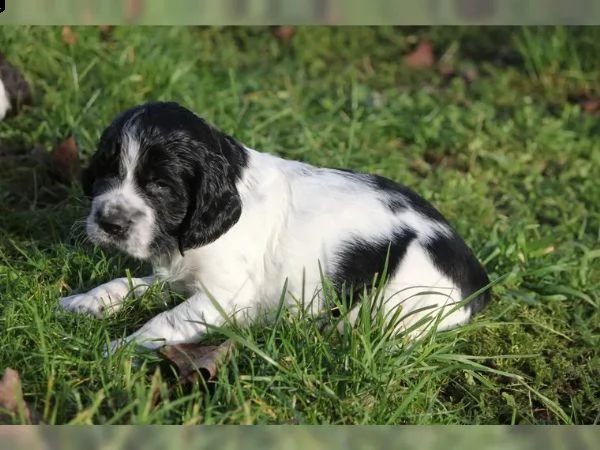 cuccioli springer spaniel inglesi | Foto 2