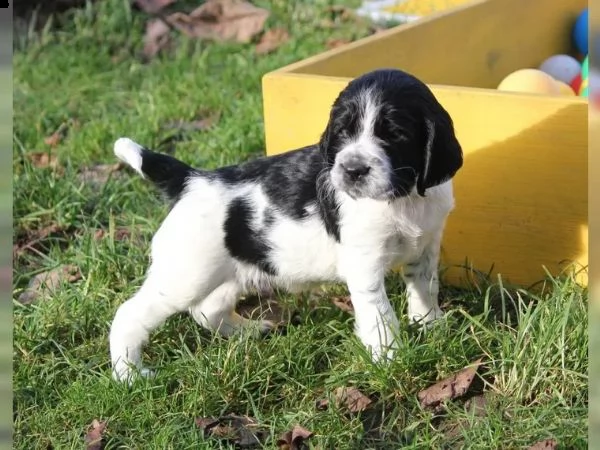 cuccioli springer spaniel inglesi | Foto 1