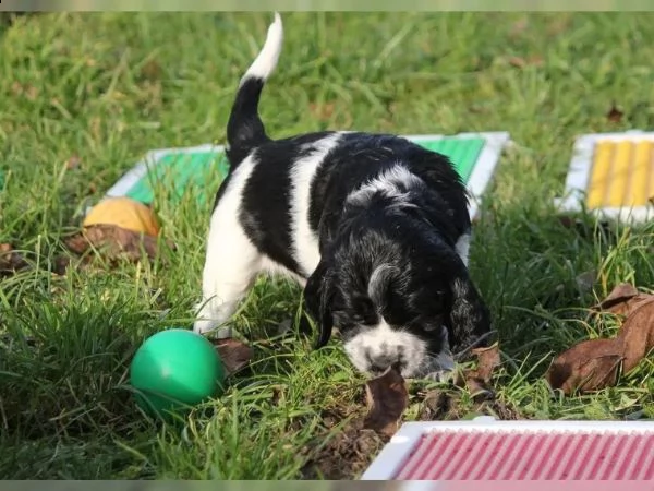 cuccioli springer spaniel inglesi | Foto 0