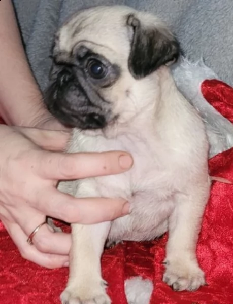 cucciolo di carlino registrato kc, pronto ora