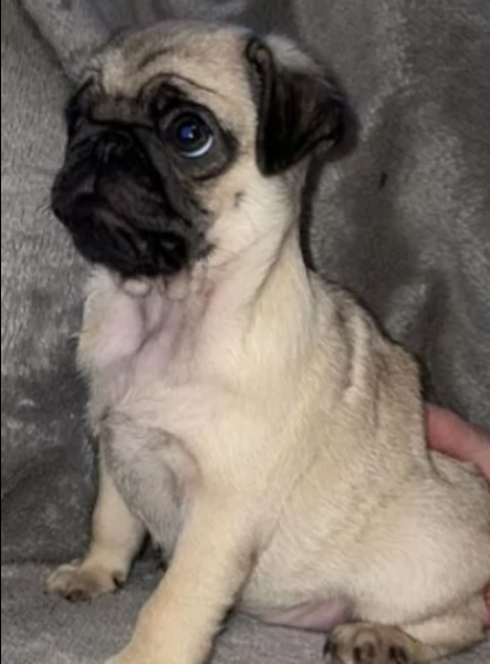 cucciolo di carlino registrato kc, pronto ora | Foto 0