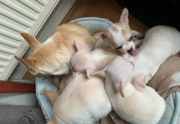 cuccioli di chihuahua 3 femmine (crema, macchie bianche / abbronzate) e 1 maschio (crema). | Foto 2