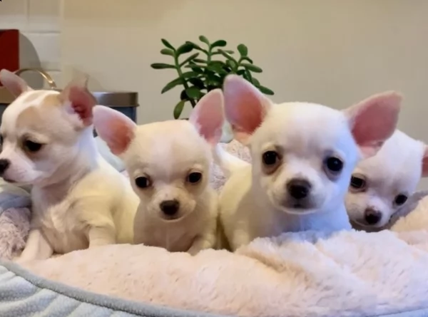 cuccioli di chihuahua 3 femmine (crema, macchie bianche / abbronzate) e 1 maschio (crema). | Foto 1