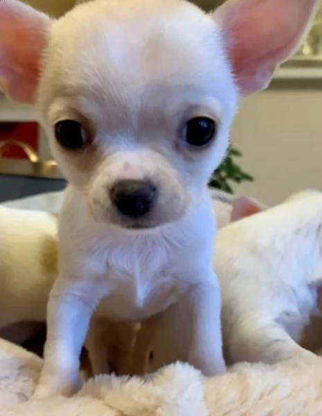 cuccioli di chihuahua 3 femmine (crema, macchie bianche / abbronzate) e 1 maschio (crema). | Foto 0