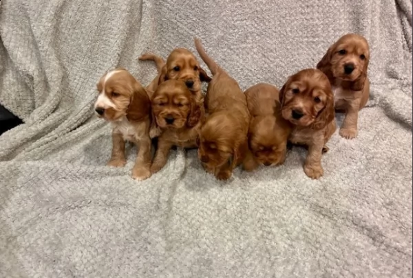 inglese cocker spaniel cuccioli adorabili