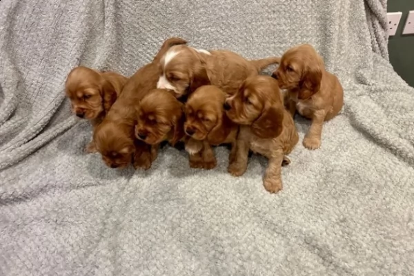 inglese cocker spaniel cuccioli adorabili | Foto 0