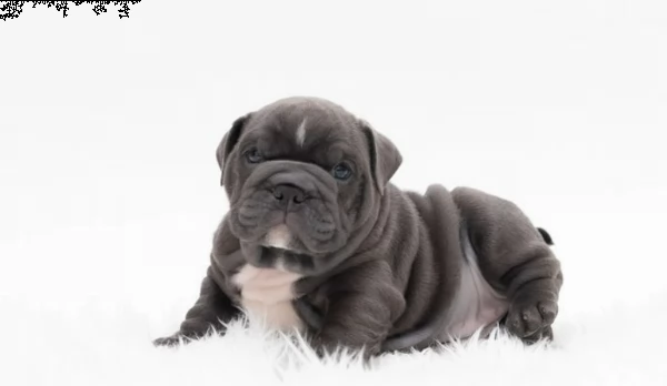 rifiuti arcobaleno allevati professionalmente per la salute | Foto 6